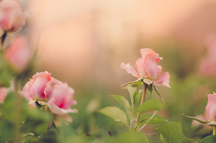 Pink rose flowers featuring pink roses, rose flowers, and flower