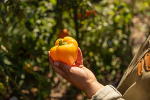 Gardener harvesting ripe yellow bell pepper, a Photo by Grafvision photography