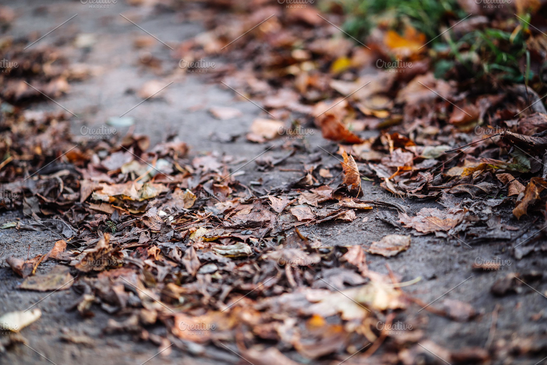 Autumn Leaves on Forest Path Close Up, a Nature Photo by Red Hot Chili Pepper Shop