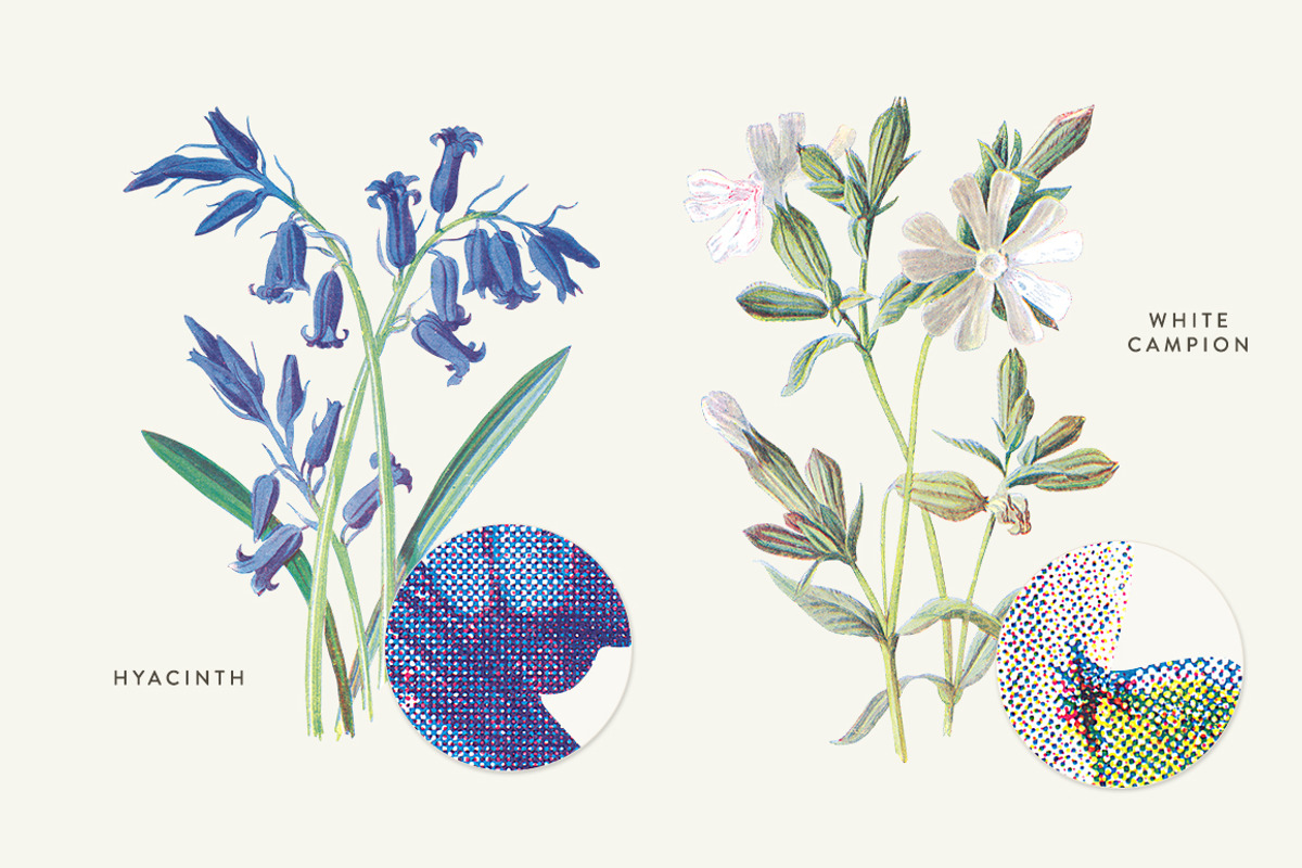 Vintage Flower Illustrations Bundle, an Illustration by Greta Ivy (Photo 45 of 62)
