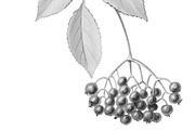 Elder Plant Botanical Illustration, an Illustration by Anna Repp Illustration (Thumbnail 4 of 7)