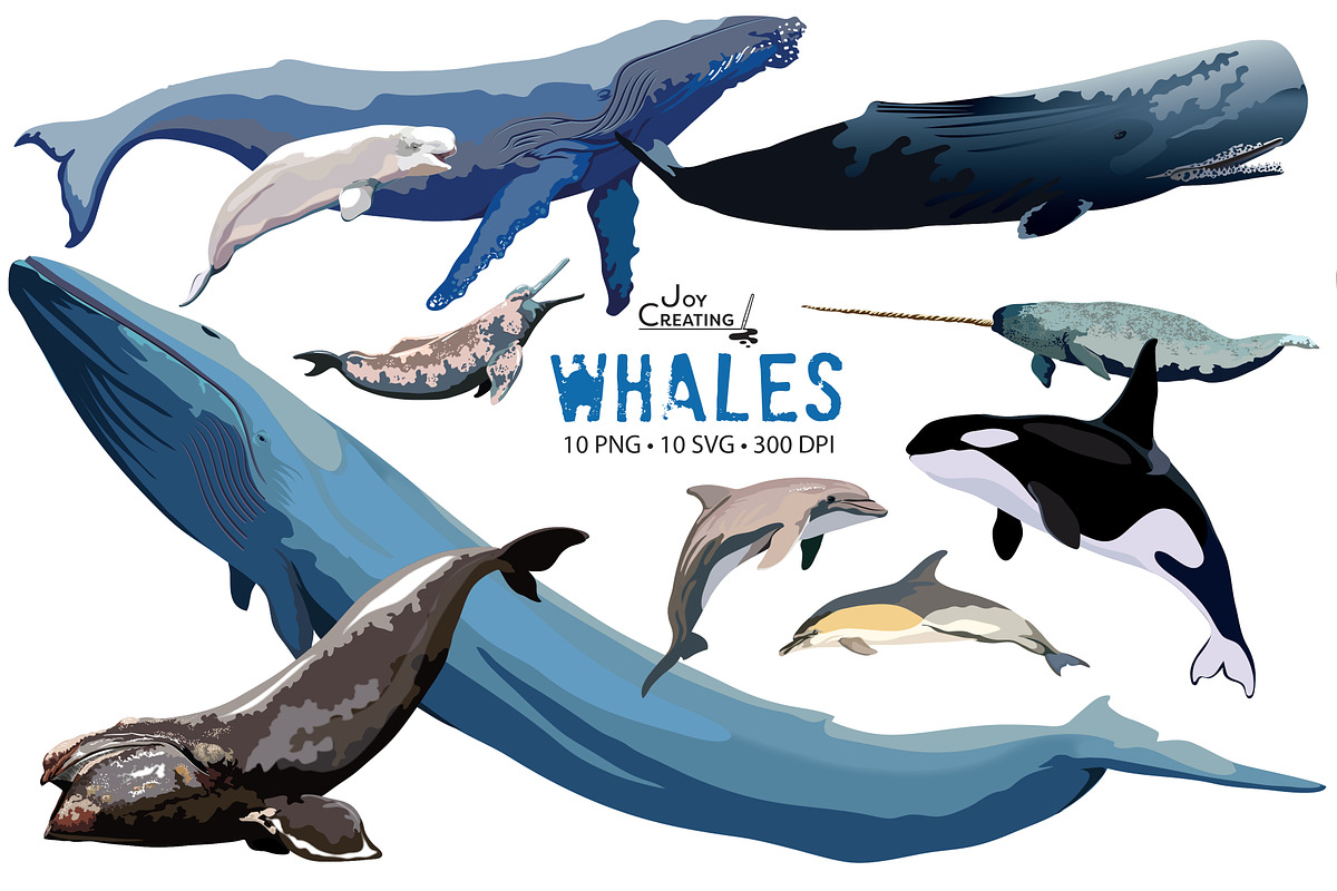 Whale Clipart Vector, an Illustration by Joy Creating LLC