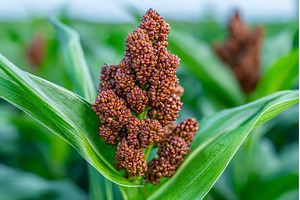 A close-up view of sudangrass and, a Nature Photo by ZinetroN