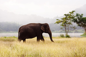 Asian elephant walking on dirt grass