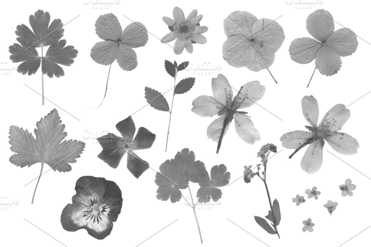 Pressed Flowers Photoshop Brushes, a Brush Add-On by Little Bean (Photo 2 of 6)