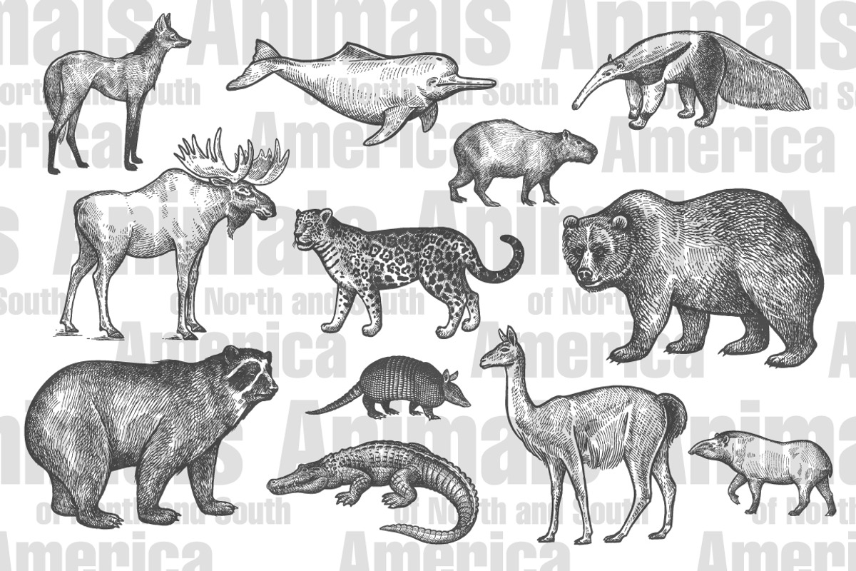 Animals of North and South America., an Object Graphic by MarinaVorontsova (Photo 2 of 5)