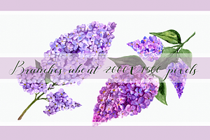 Watercolor Lilac Flowers Clipart Set