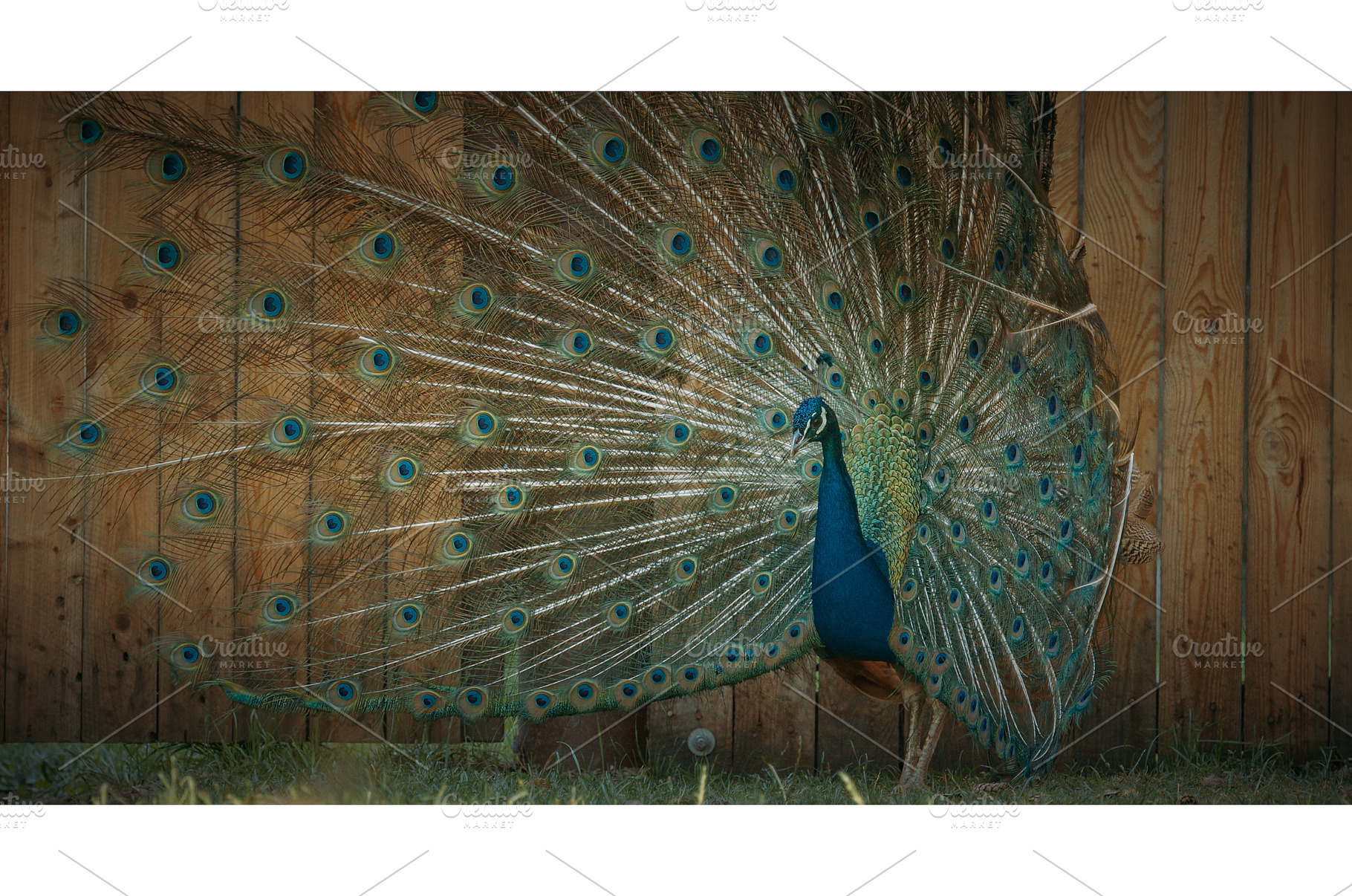 peacock fluffs up his tail and, an Animal Photo by Our Amazing World