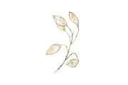 Lunaria branches, an Illustration by Watercolor life (Thumbnail 7 of 7)
