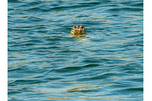Small harbor seal in waters off, a Nature Photo by Backyard Stock