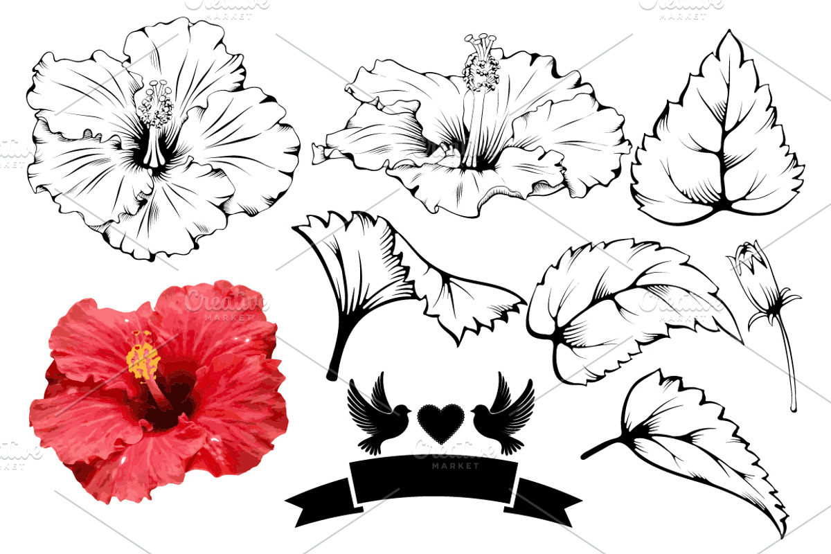 Set Designs With Hibiscus, an Illustration by Vector beauty (Photo 5 of 5)