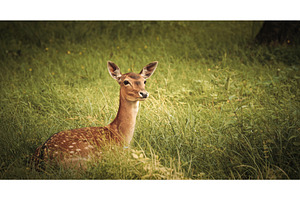 Graceful Deer Posing Elegantly, an Animal Photo by Our Amazing World