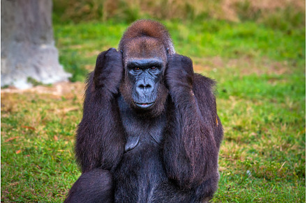 Big western lowland gorilla, an Animal Photo by Nick Fox