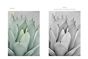 FINE ART BLACK + WHITE PS ACTIONS, an Action Add-On by Foto Rx Co. (Thumbnail 3 of 14)