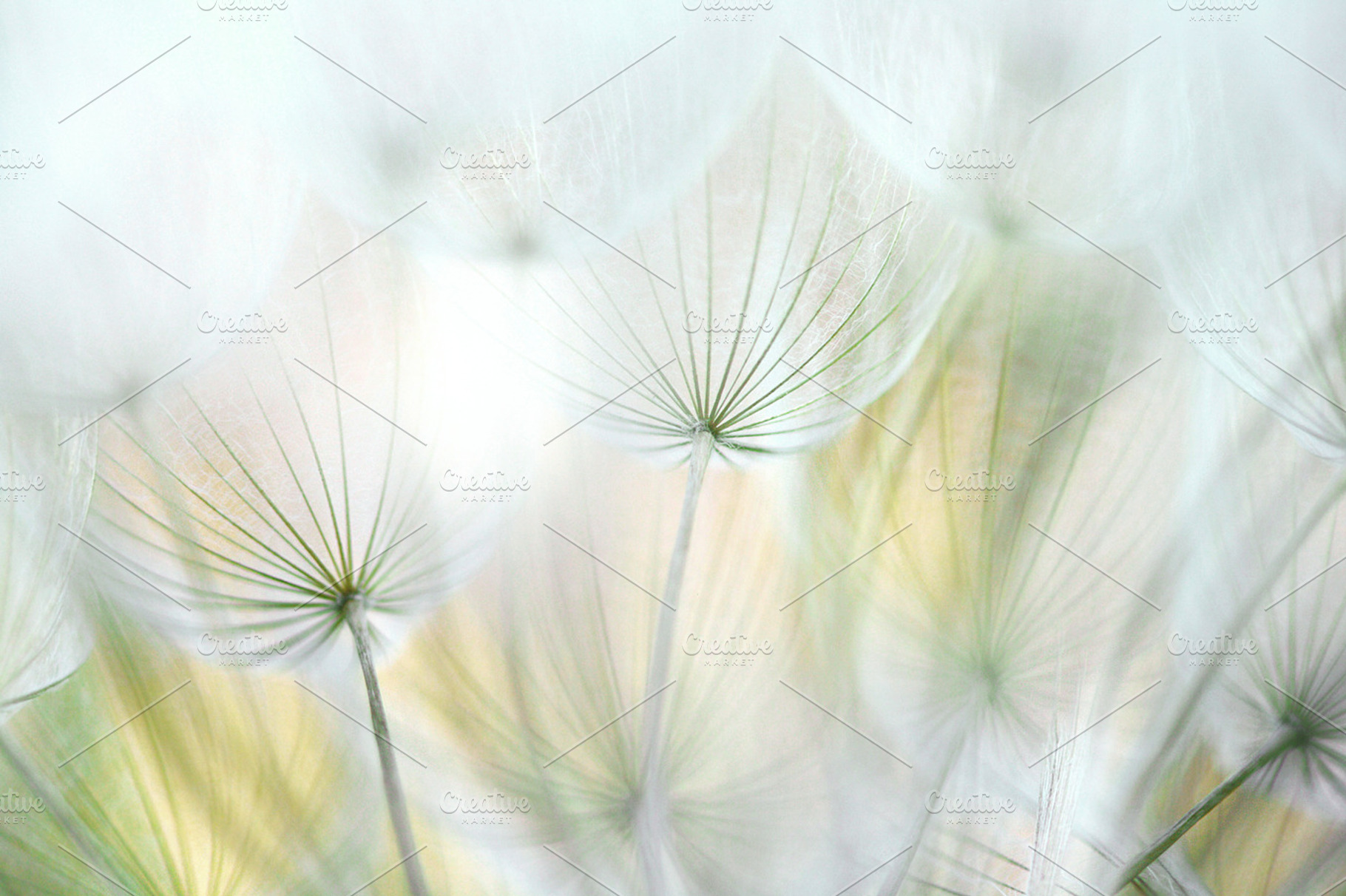 Dandelion 7, a Nature Photo by Maria Dattola Photography