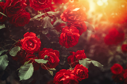 Red rose bush growing in garden containing life wall, flowerscape, and sunrise