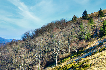 Autumn stark bare trees, a Nature Photo by YuriyB