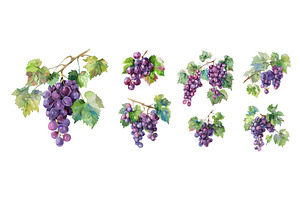 Grapes with leaves. Isolated fresh, a Food Illustration by Valerie Bodnar