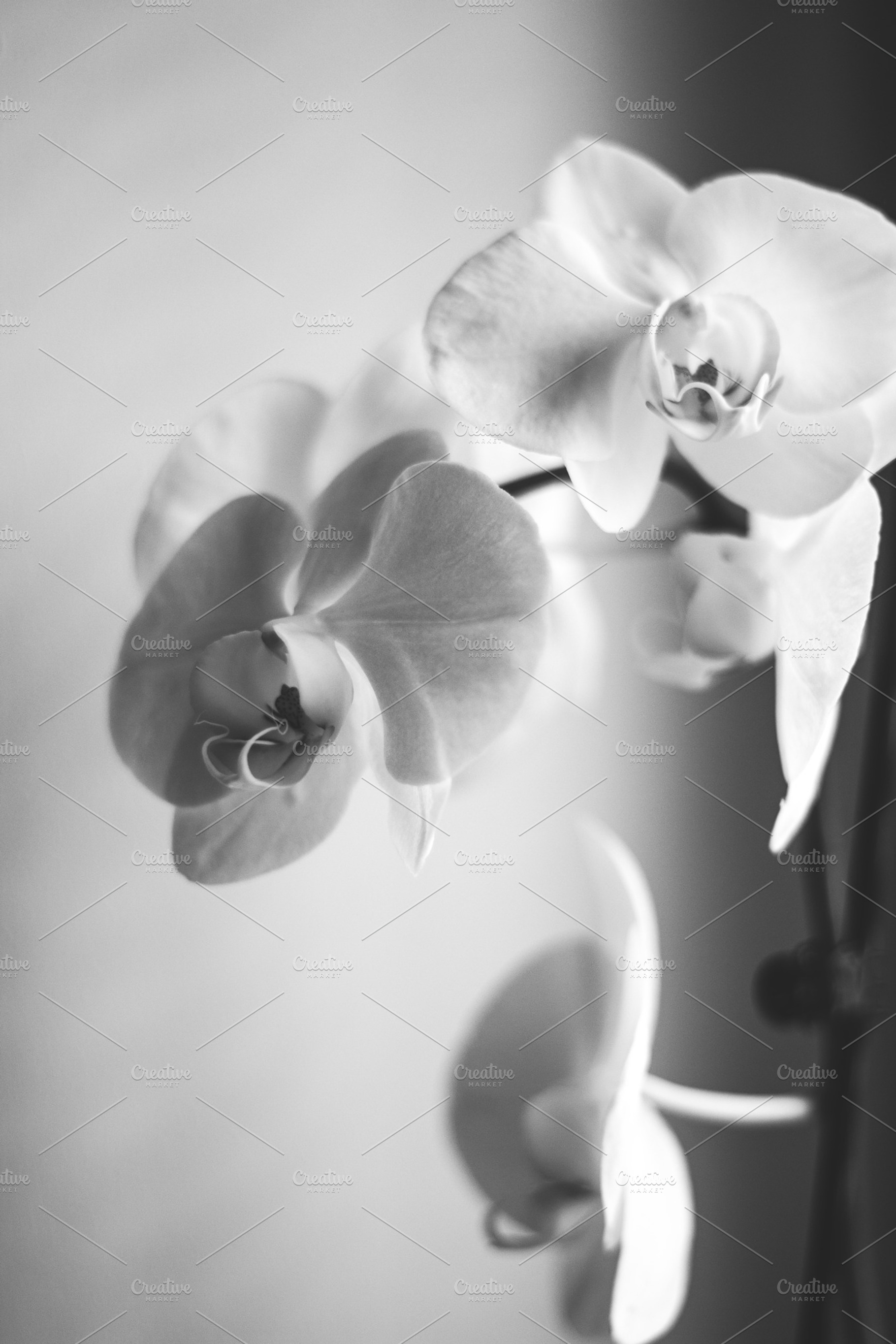 Orchid stock photo containing orchid and flower, a Nature Photo by Pixelglow Images