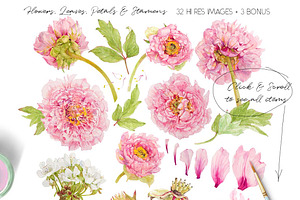 Pink Peonies-Clipart Set