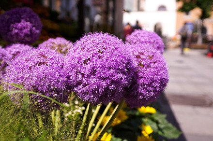 Saintpaulia Flower preview 5