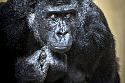 Gorilla containing adult, africa, and animal, an Animal Photo by MarcoGovel