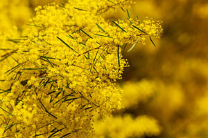 Wattle Flowers Shallow Focus, a Photo by THP Creative