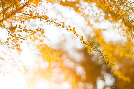 Mesquite Blossoms 1