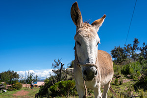 Donkey in Llachon near Lake Titicaca under a clear blue sky, an Animal Photo by GoodGoods