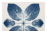 Cybo Collection · Cyanotype Botanics, a Texture Illustration by milatovar (Thumbnail 15 of 19)