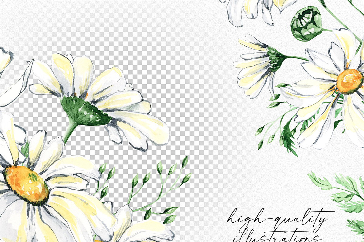 Watercolor Daisies, an Object Illustration by Olga Koelsch (Photo 4 of 12)