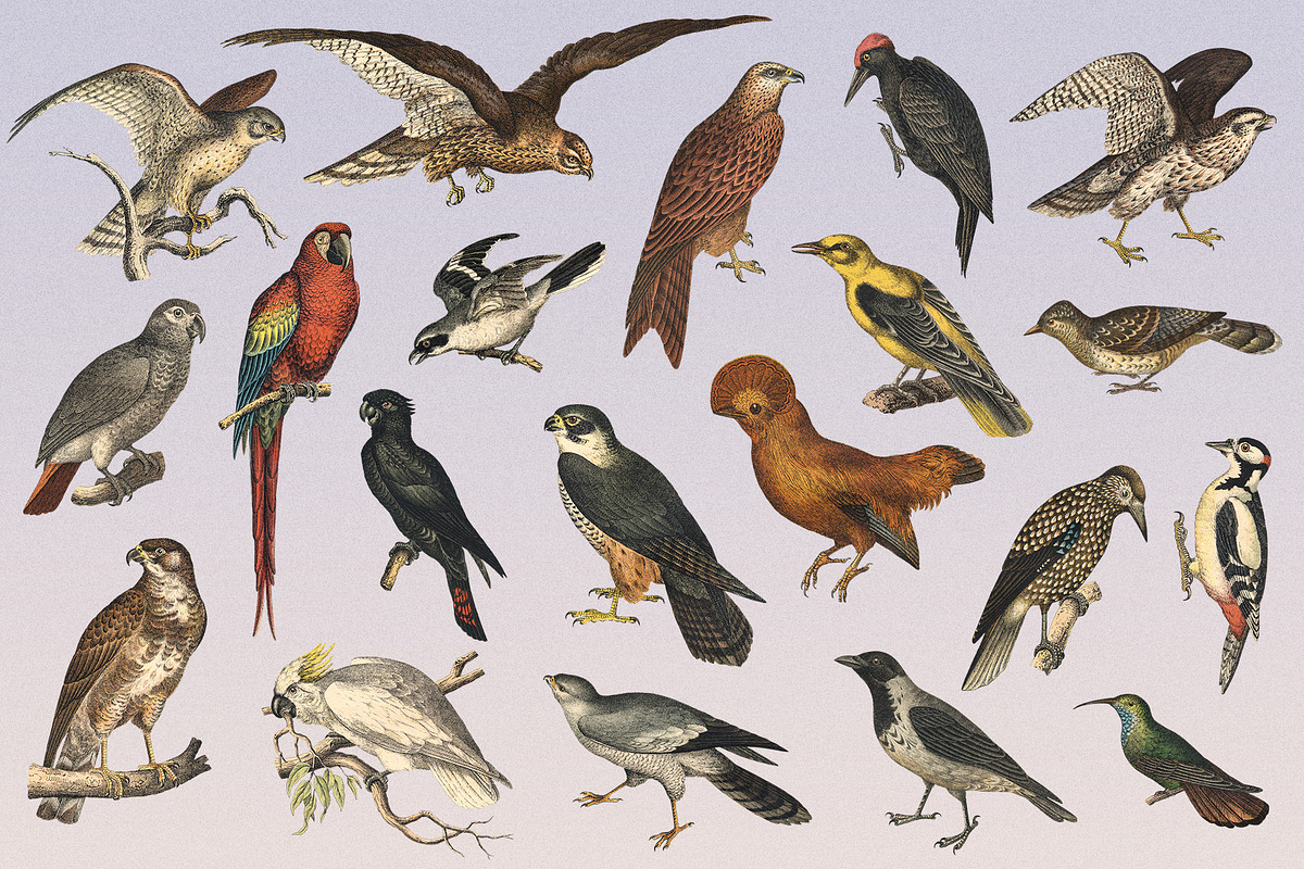 122 Vintage Illustrations of Birds, an Animal Illustration by Graphic Goods (Photo 3 of 14)
