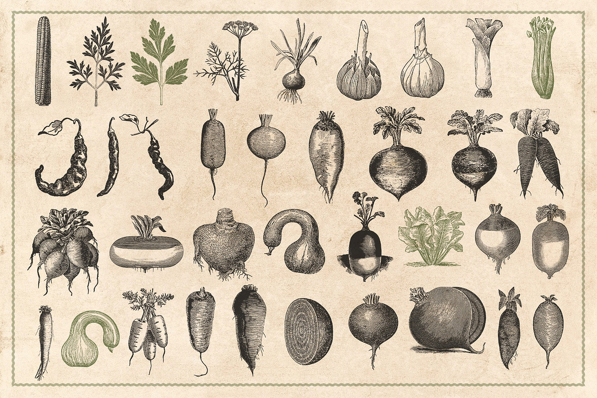 150 Vintage Vegetables (Vector), a Food Illustration by Brigantine Designs (Photo 7 of 7)
