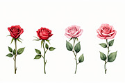 Romantic Watercolor Rose Clipart Set, an Illustration by hafijul (Thumbnail 8 of 12)
