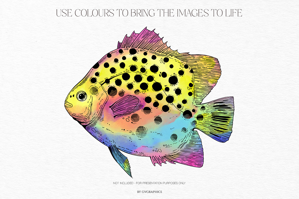 Summer Island Illustrations, an Animal Illustration by GVGraphics (Photo 8 of 9)