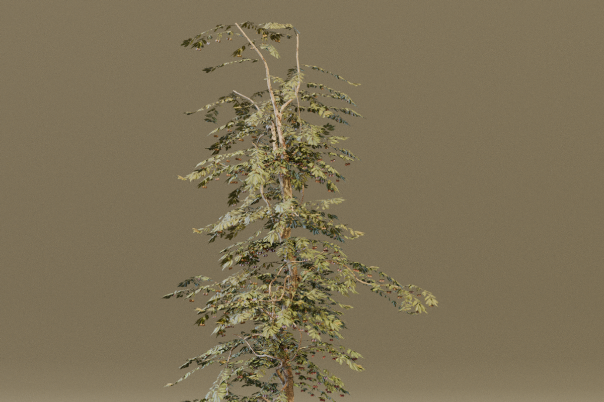 The Red Cherry Tree, a Plants & Tree 3D Model by FuturePastCreatives (Photo 4 of 7)