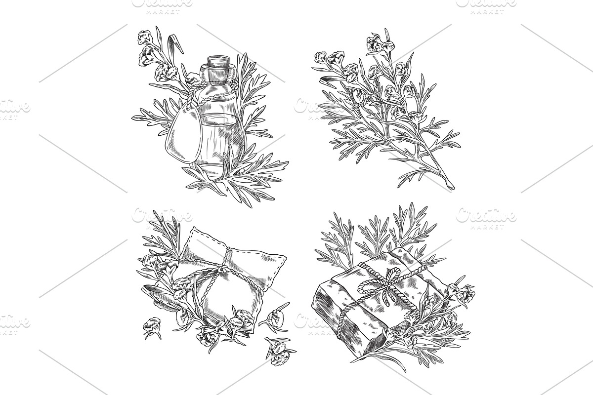 Wormwood plant and bottle of oil, an Object Illustration by Sabelskaya