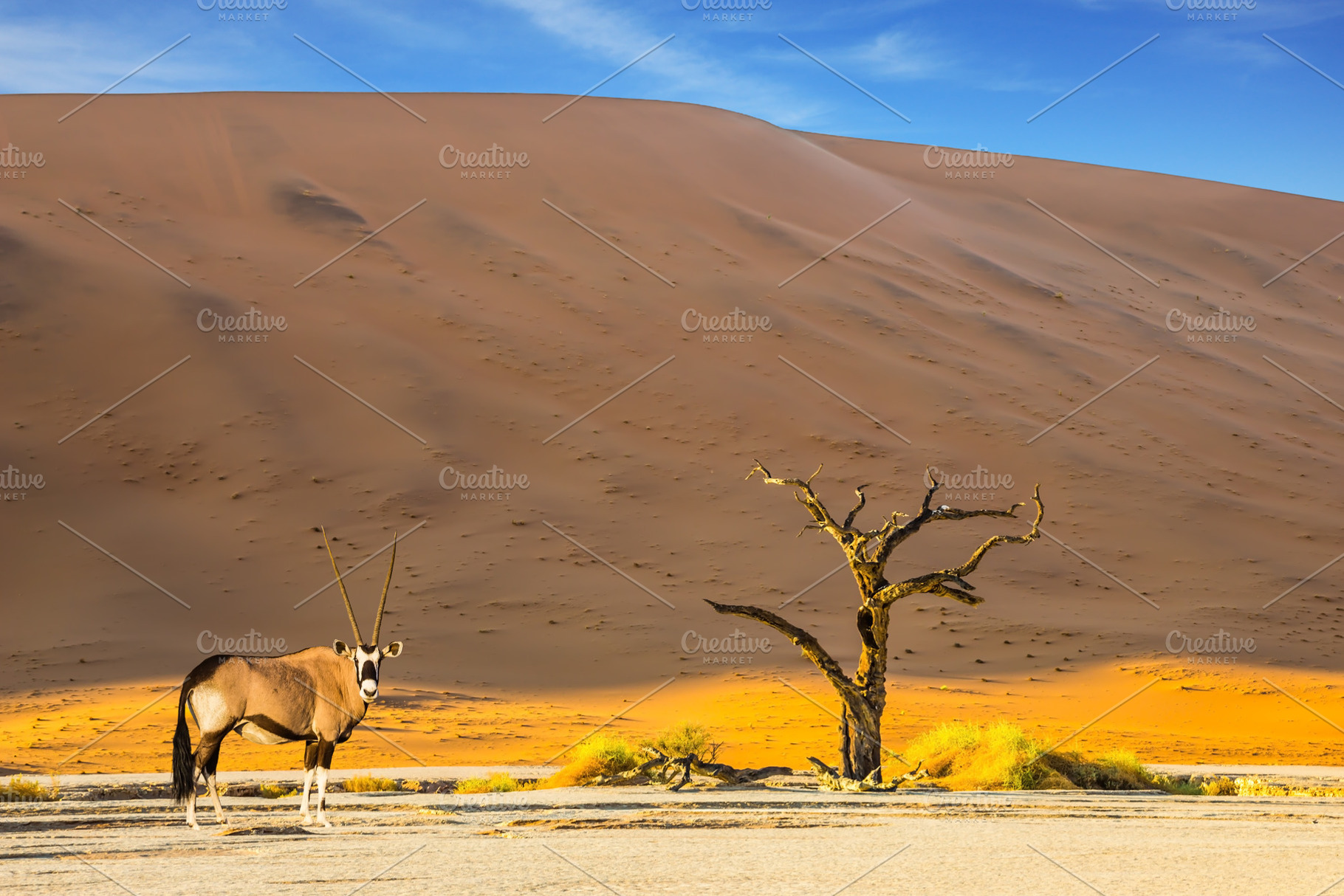 Oryx grazing in the savannah, a Nature Photo by kavram