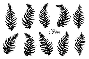 Fern Leaves Set.