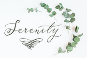 Serenity & Olivia Calligraphy Font, a Script Font by Fine Art Design Studio (Thumbnail 15 of 19)