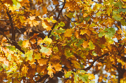 Bright colorful leaves featuring autumn, background, and yellow, a Nature Photo by ruslan117