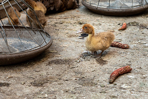Duckling on Farmyard Ground, an Animal Photo by Ales Munt