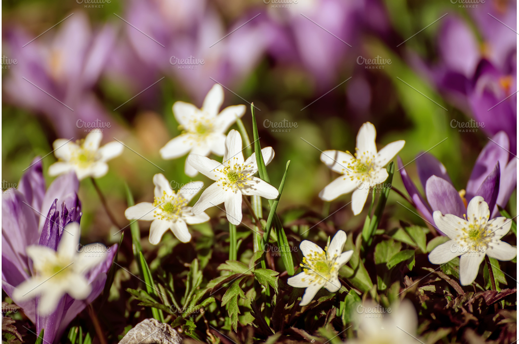 White anemone and crocus flowers, a Nature Photo by Nature and travel