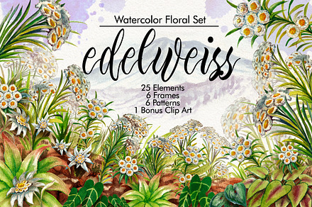 Watercolor Edelweiss