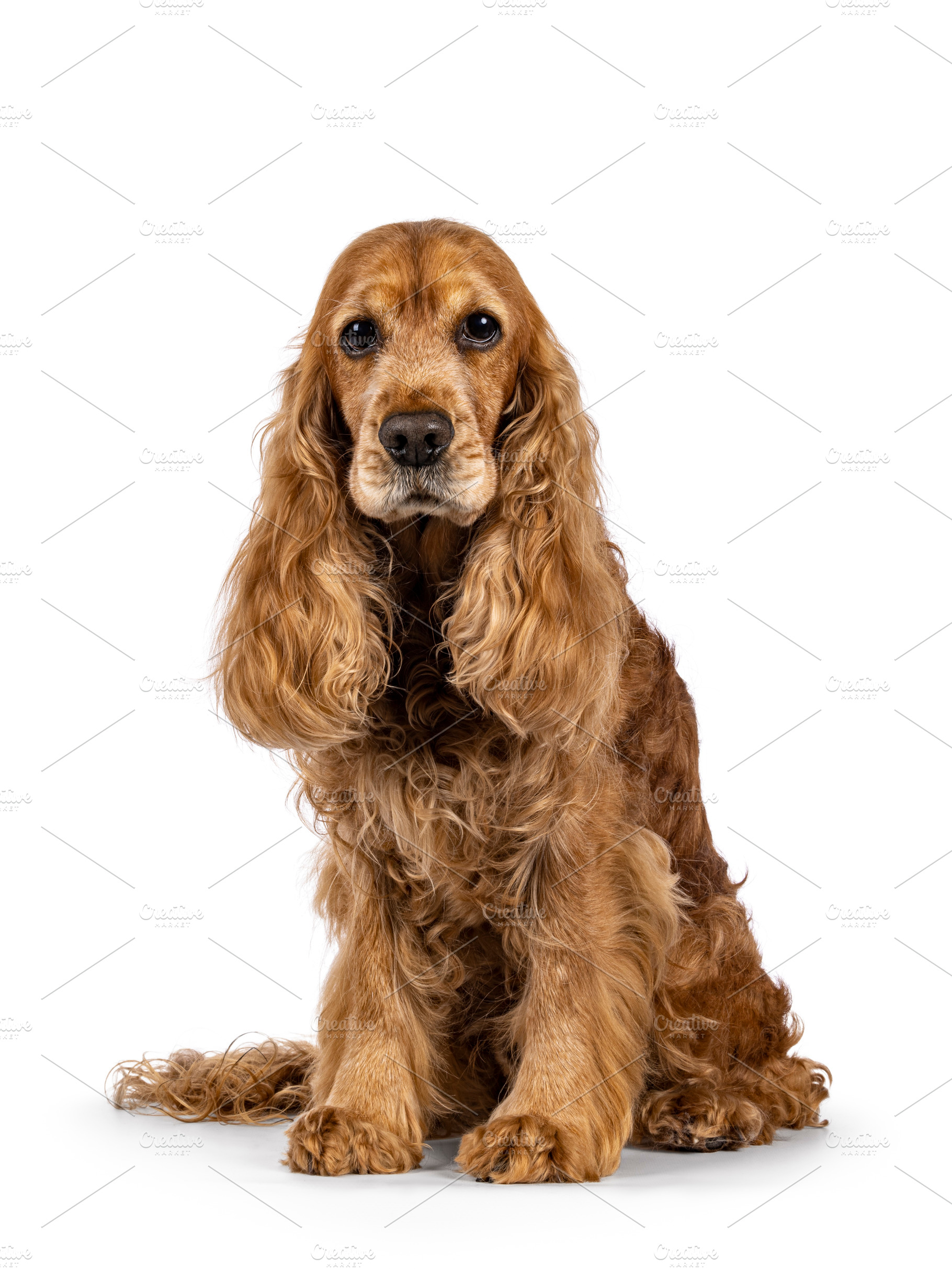 Senior Cocker Spaniel on white background, an Animal Photo by Cat'chy Images by Nynke