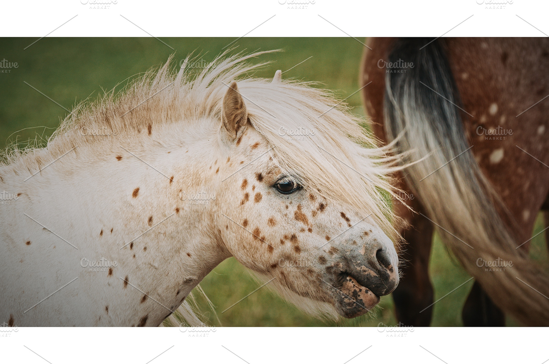 Adorable spotted pony with shaggy, an Animal Photo by Our Amazing World