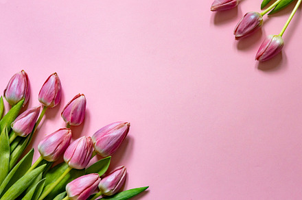 pink tulips on pink