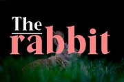 Yongley, a Serif Font by Canden Meutuah (Thumbnail 2 of 8)