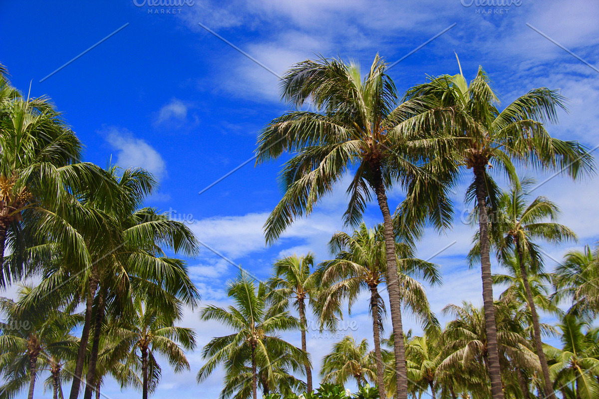 Palm Trees with Blue Sky, Hawaii, a Nature Photo by Samaky Photography (Photo 1 of 2)