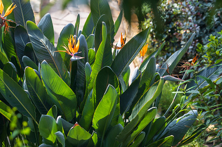 Strelitzia reginae,